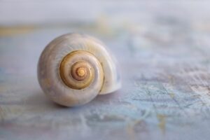 snail, desktop backgrounds, shell-4300222.jpg