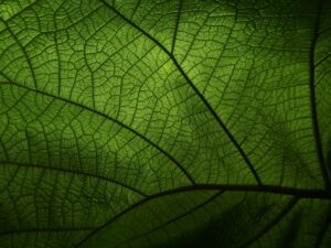 leaf, veins, nature, macro-4719686.jpg